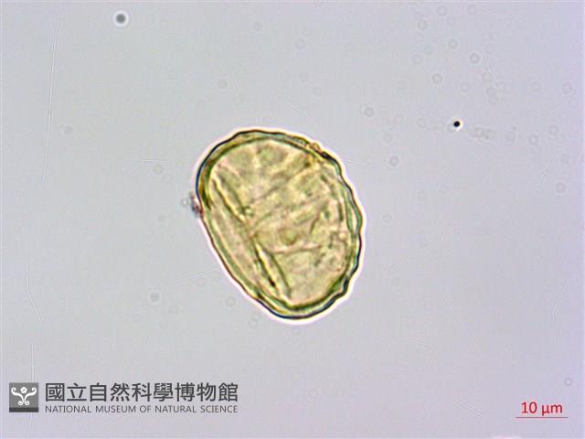 栗蕨藏品圖，第2張