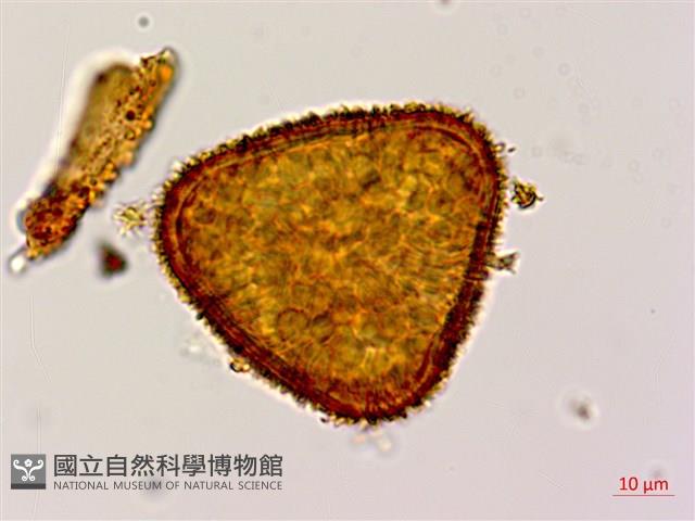 大葉黑桫欏藏品圖，第2張