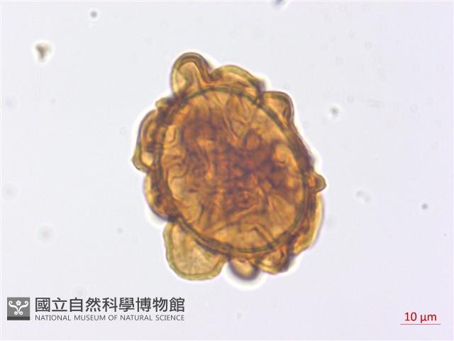 山東腫足蕨藏品圖，第2張