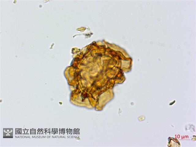 中華複葉耳蕨藏品圖，第2張