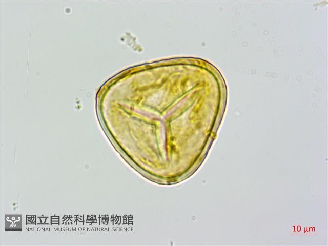 蘭嶼筆筒樹、蘭嶼桫欏藏品圖，第2張