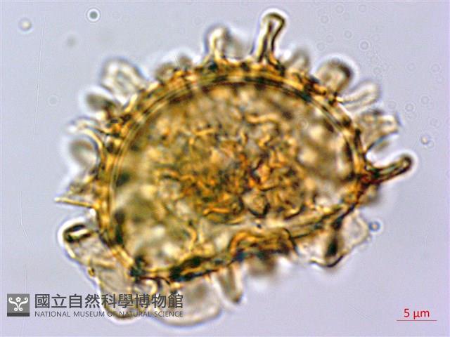 耳羽短腸蕨藏品圖，第2張