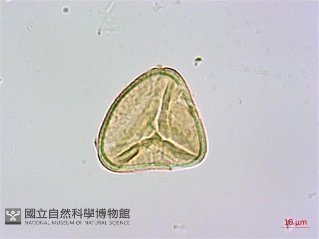 司氏碗蕨藏品圖，第2張