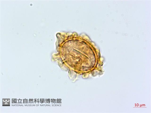 登錄號:P015629藏品圖，第1張