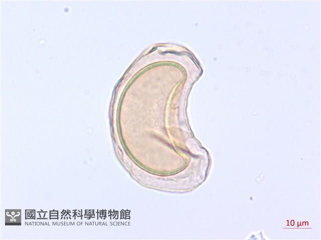 翅柄雙蓋蕨藏品圖，第1張