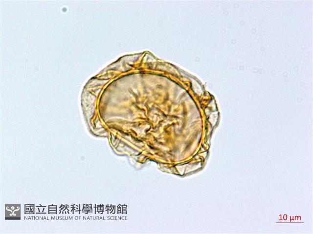 大理峨眉蕨藏品圖，第2張