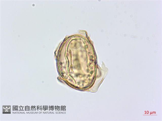 深山雙蓋蕨藏品圖，第1張