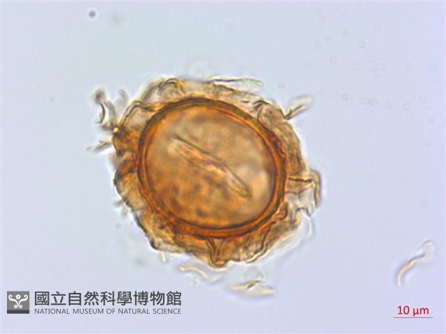 禾稈蹄蓋蕨藏品圖，第2張