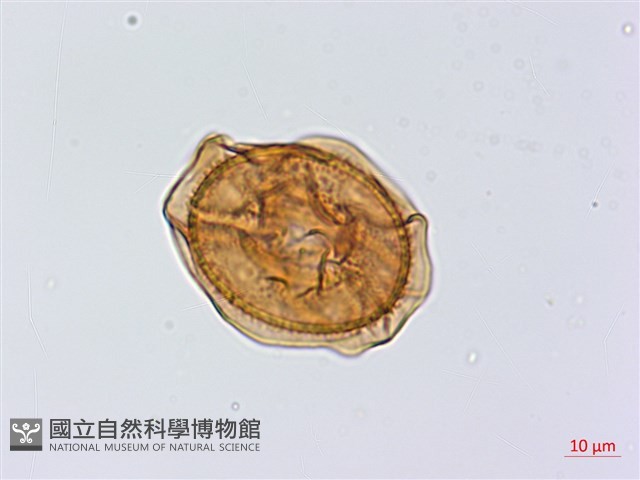 斜葉鐵角蕨藏品圖，第2張
