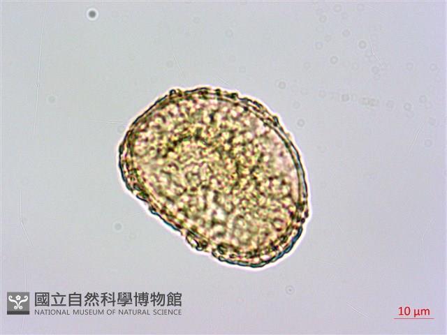 碗蕨藏品圖，第1張