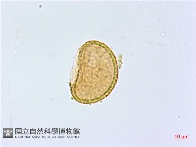 登錄號:P014019藏品圖，第1張