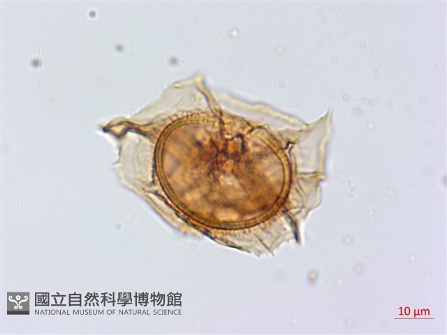 碧鳳鐵角蕨藏品圖，第1張