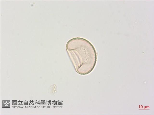 狹葉蹄蓋蕨藏品圖，第2張