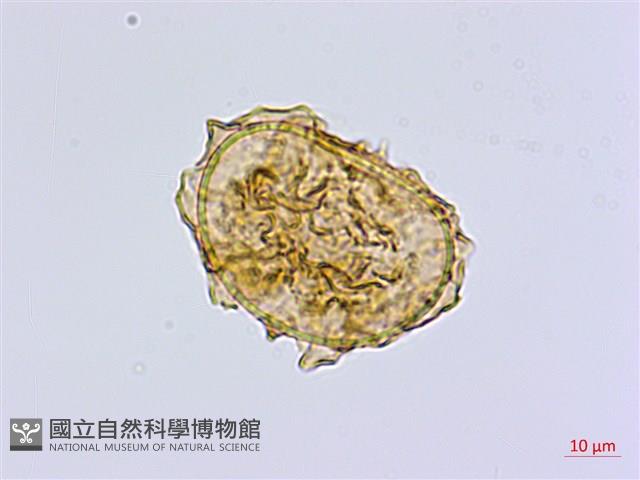 南洋山蘇花藏品圖，第1張