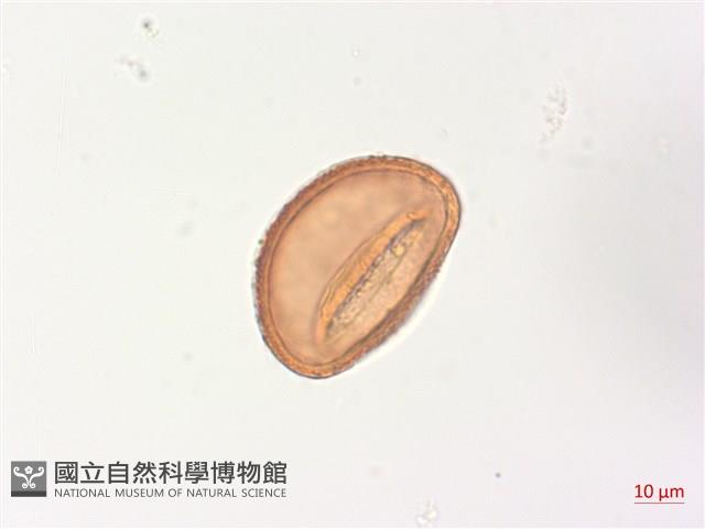 山蹄蓋蕨藏品圖，第2張