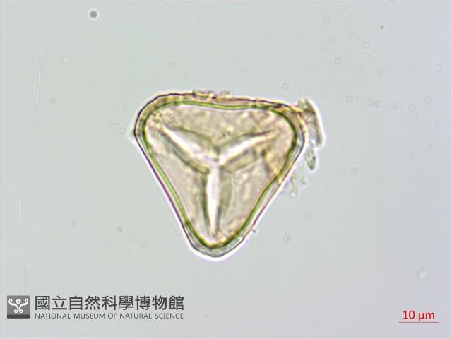 大羽桫欏藏品圖，第2張