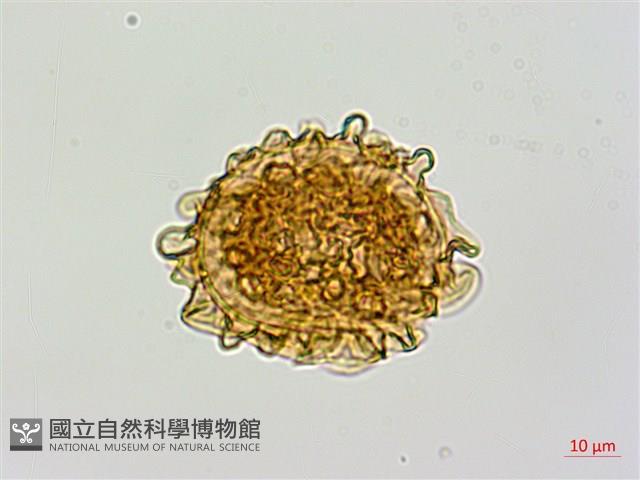 毛軸假蹄蓋蕨藏品圖，第2張