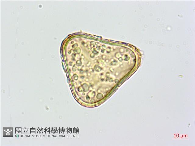 登錄號:P010259藏品圖，第2張