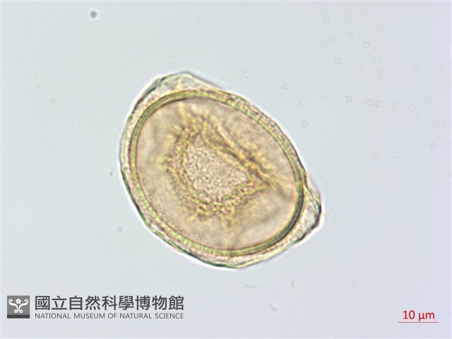蘭嶼鐵角蕨藏品圖，第1張