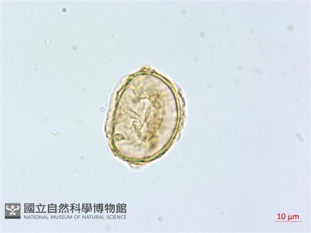 大葉貞蕨藏品圖，第1張
