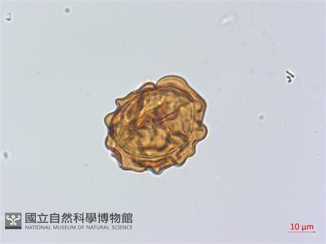 登錄號:P014099藏品圖，第1張