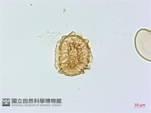 三翅鐵角蕨藏品圖，第2張