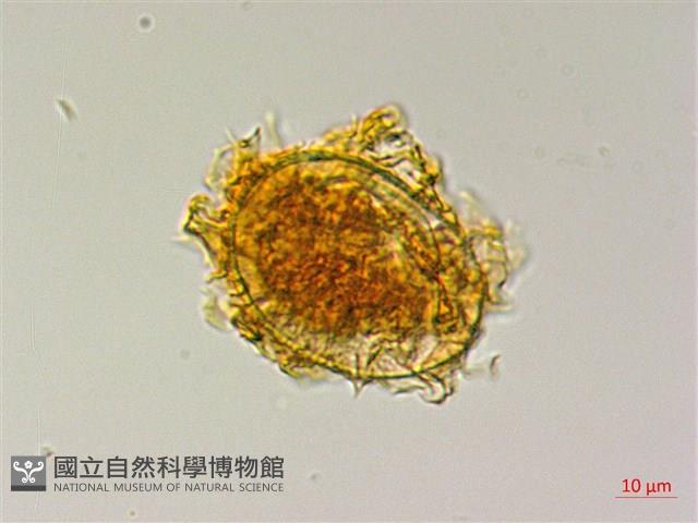 屏東三叉蕨藏品圖，第1張