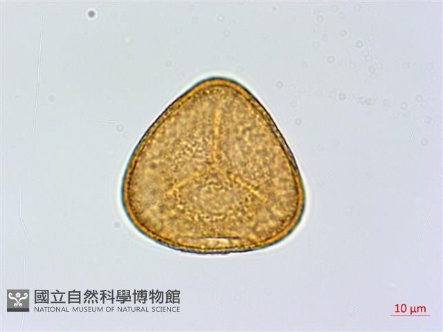 全緣鳳丫蕨藏品圖，第1張