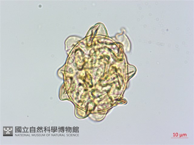 登錄號:P014939藏品圖，第1張
