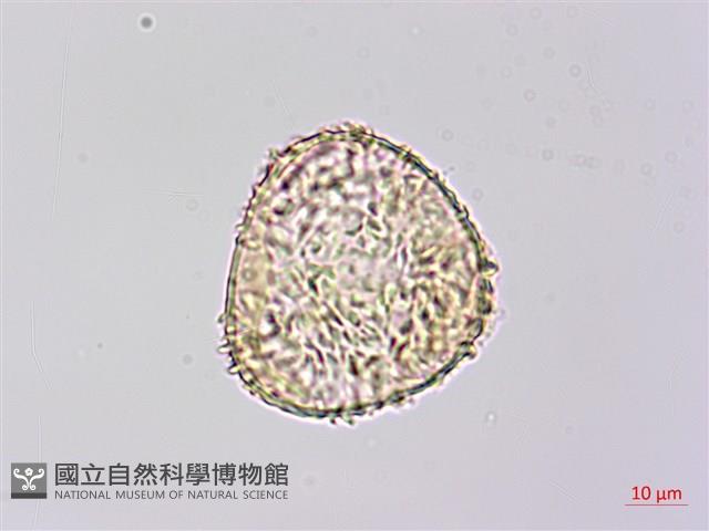稀子蕨藏品圖，第2張