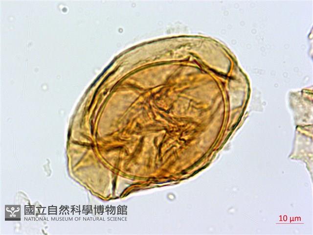 宿蹄蓋蕨藏品圖，第1張