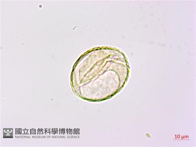 華東陰地蕨藏品圖，第1張