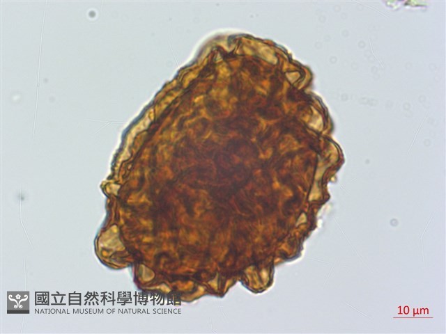 离脈柳葉蕨藏品圖，第2張