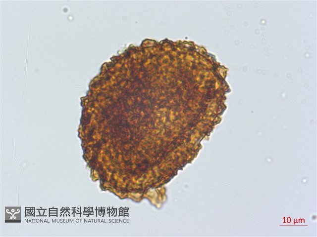 網脈耳蕨、柳葉蕨藏品圖，第1張