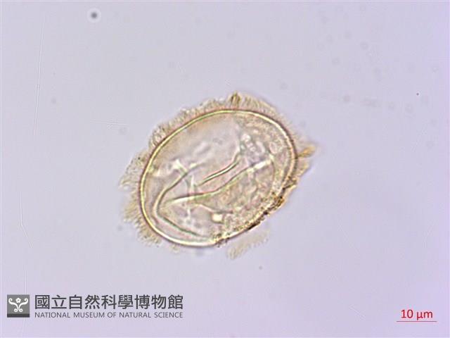 樸氏雙蓋蕨、毛柄蹄蓋蕨藏品圖，第1張