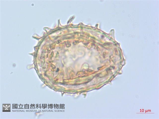 單葉雙蓋蕨藏品圖，第1張