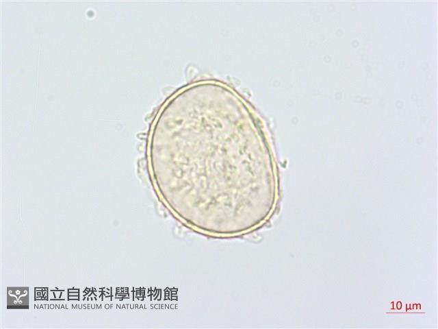 單葉雙蓋蕨藏品圖，第2張