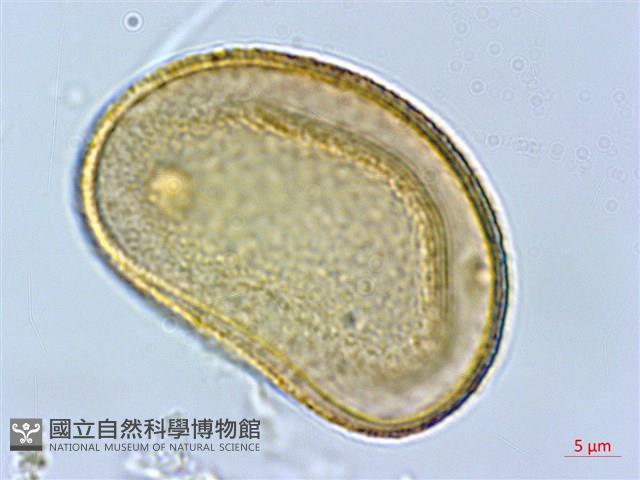 褐色短腸蕨藏品圖，第2張