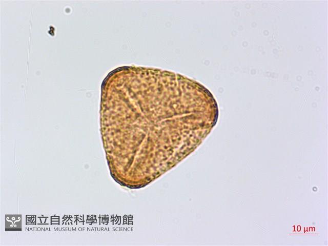 南嶺鳳丫蕨藏品圖，第2張