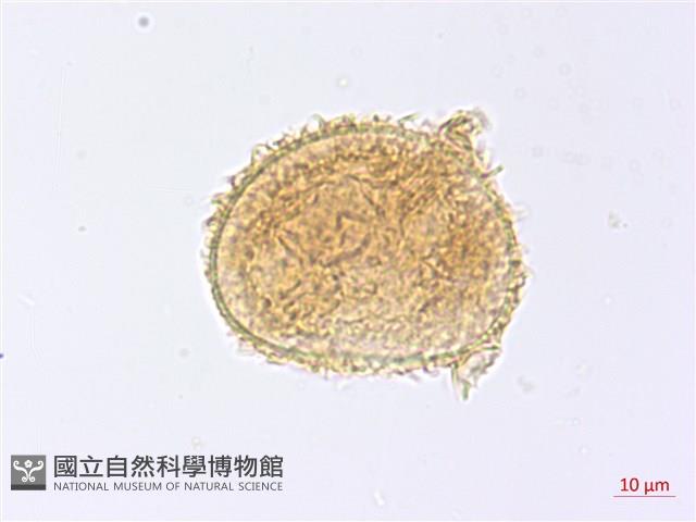 沙皮蕨藏品圖，第2張
