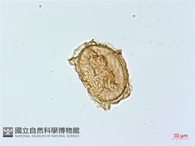 巢蕨藏品圖，第2張