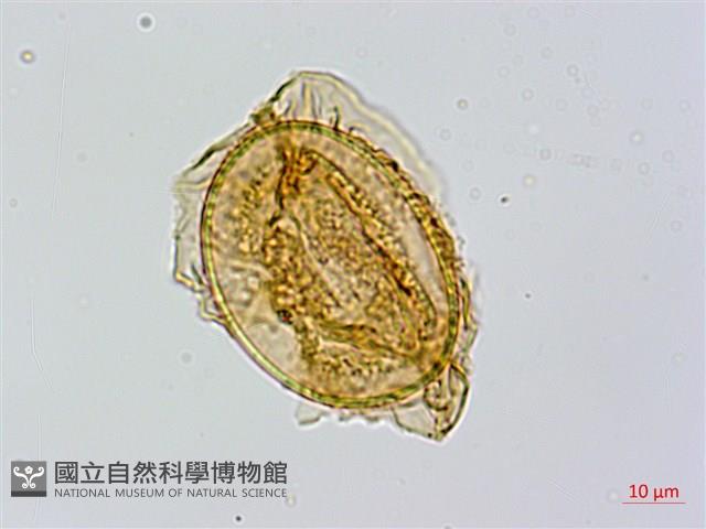 長果短腸蕨藏品圖，第2張