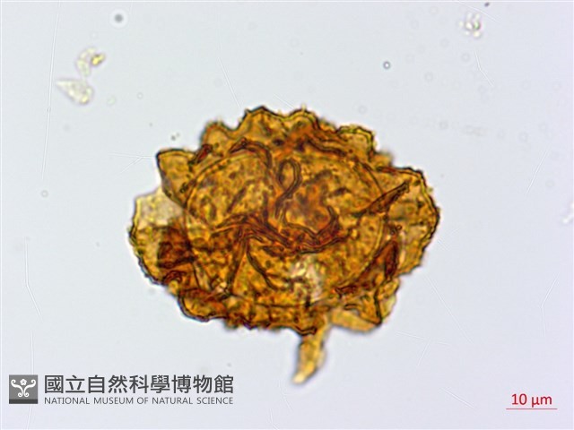 大片複葉耳蕨藏品圖，第2張