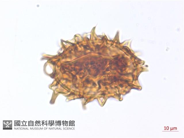 玉山擬鱗毛蕨藏品圖，第1張