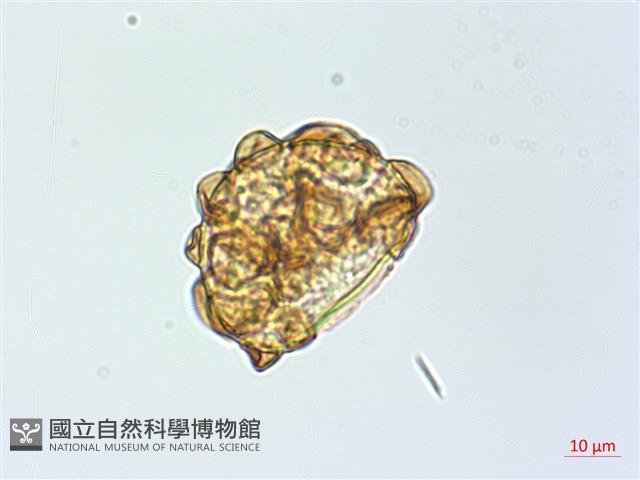 彎柄假複葉耳蕨藏品圖，第2張