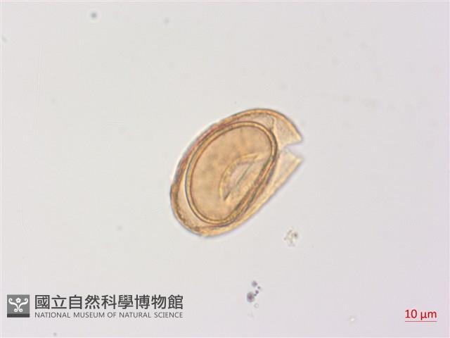 高山蹄蓋蕨藏品圖，第1張