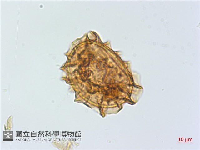 雲南鐵角蕨藏品圖，第2張