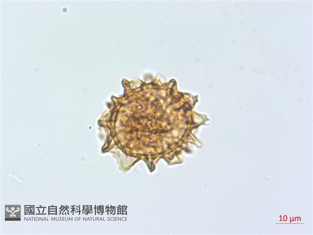 過山蕨藏品圖，第2張