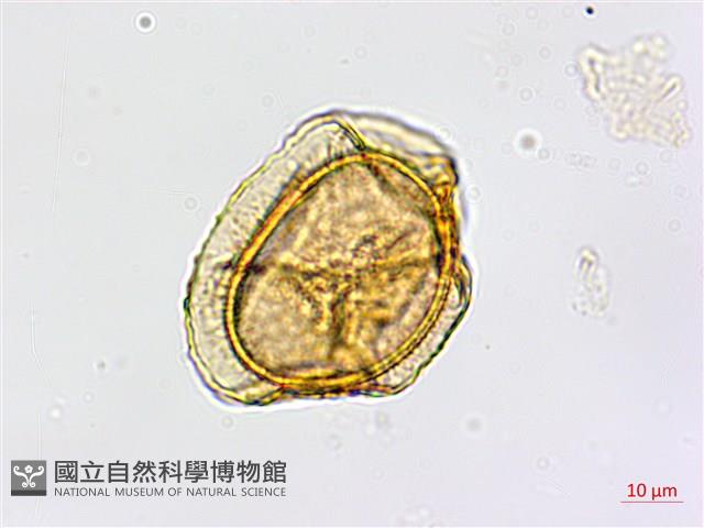 蘭嶼鐵角蕨藏品圖，第2張