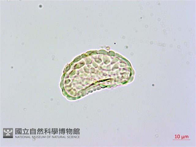 台灣小膜蓋蕨藏品圖，第1張